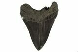 Fossil Megalodon Tooth - South Carolina #332076-1